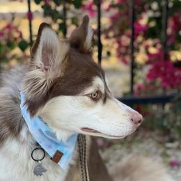 Pomskies and Siberian Huskies from Desert siberians