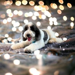 Roxie - Goldendoodle