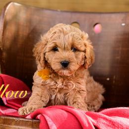 Yellow - Apricot male Cavapoo puppy in Centerville, Utah from Beehive Fur Friends
