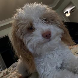 Tucker - Poodle