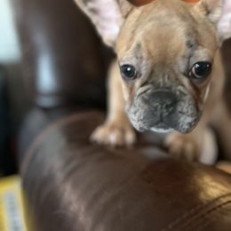 French Bulldog Puppies from Olivia’s Frenchies