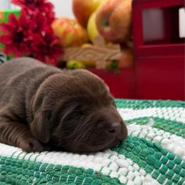 Gray - Chocolate male Labrador Retriever puppy in Heath Springs, South Carolina from Rich Hill Retrievers