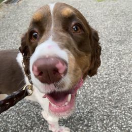 Sage - English Springer Spaniel
