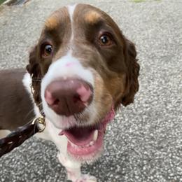 Sage - English Springer Spaniel