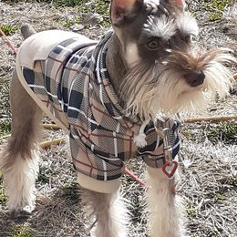 Miniature Schnauzer All Grown Up from Stallard’s Schnauzers- miniatures