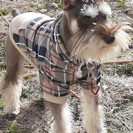 Miniature Schnauzer All Grown Up from Stallard’s Schnauzers- miniatures