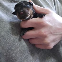 Teal - Black and mahogany Rottweiler puppy in Tangent, Oregon from Raya's Royals
