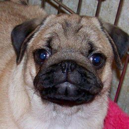 Pugs from Toadehall Pugs