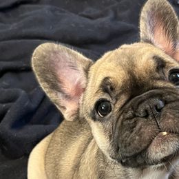 Zelda - French Bulldog puppy in Utah from A Cute Pair of Frenchies