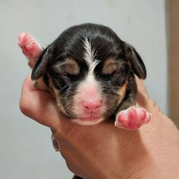Girl 3 - Black tan and white female Beagle puppy in Baltimore, Maryland from Country Acres Farm