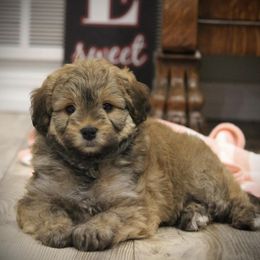 Aussiedoodles from Salt River Aussiedoodles