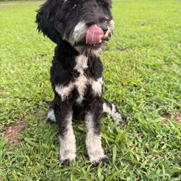 Atlas - Miniature Schnauzer