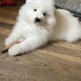 Samoyed Puppies from Rowan Hill Samoyeds