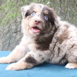 Chipotle - Red merle male Australian Shepherd puppy in Macon, Georgia from Shaina’s Shepherds