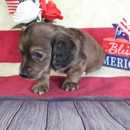 Behr - Dapple male Dachshund puppy in Pace, Florida from Shoebox Doxie’s