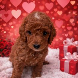 Moaning Myrtle - Phantom female Poodle puppy in Godley, Texas from Godley Designer Doodles