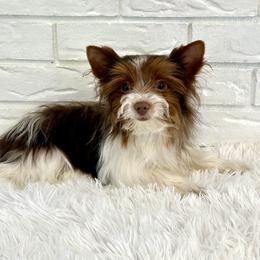 Leo - Chocolate tan and white male Biewer Terrier puppy in Greenwood, South Carolina from Sweet Southern Puppies