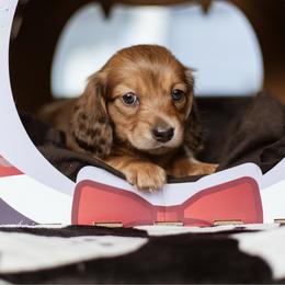 Dijon - Cream female Dachshund puppy in Perry, Florida from EntityDachs