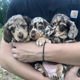 Dachshund Puppies from 4E Dachshunds