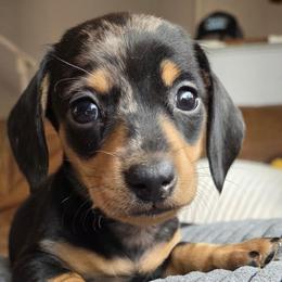 Luke AKC - Dapple male Dachshund puppy in Arizona from Tps Teeny Weins