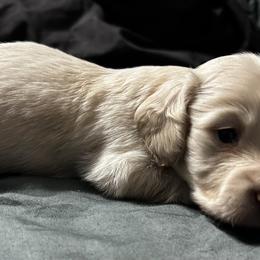Boy 2 - Cream male Dachshund puppy in Sheridan, Arkansas from Farmhouse Dachshunds