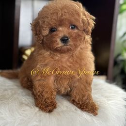 Cavapoo, Maltipoo, and Poodle Puppies from McCraws N Paws