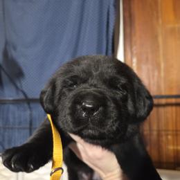 Yellow Male - Black male Labrador Retriever puppy in Andrews, South Carolina from Leyland Cypress Retrievers