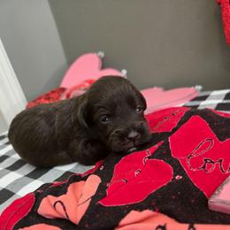 Hazel - Liver female Miniature Schnauzer puppy in Hickory, North Carolina from Selene's Schnauzers