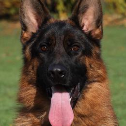 Telly - Black and red male German Shepherd puppy in Canton, Texas from WILDWOOD GERMAN SHEPHERDS
