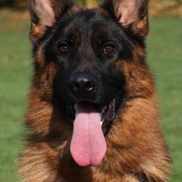 Telly - Black and red male German Shepherd puppy in Canton, Texas from WILDWOOD GERMAN SHEPHERDS