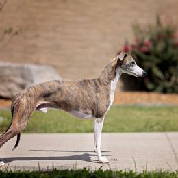 Price - Whippet