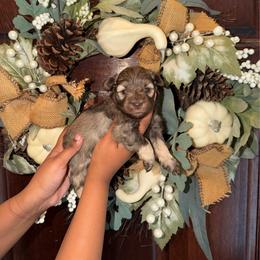 Kayce - Liver male Miniature Schnauzer puppy in San Antonio, Texas from Genesis Tiny Schnauzers