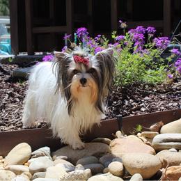 Jersey - Yorkshire Terrier