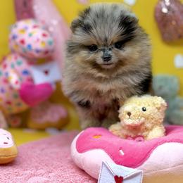 Becka - Black female Pomeranian puppy in Stockton, California from Pommiepalace