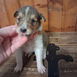 Girl 2 - Sable and white female Collie puppy in Montpelier, Virginia from Gun Barrel Collies
