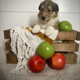 Vecna - Sable male Collie puppy in Chilhowie, Virginia from Jolly Collies