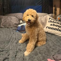 Goldendoodle Puppies from Hannah Mae Doodles