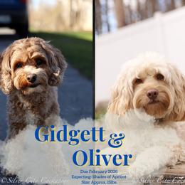 Cockapoo puppies from Silver City Cockapoos