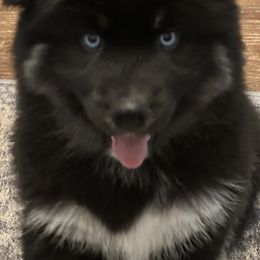 Siberian Husky Puppies from Rose Trail Siberian’s