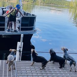Yorkshire Terrier Puppies from Celestial Family Terriers (Yooper Yorkies)