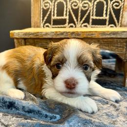 Arch Bridge - blue - Chocolate male Havanese puppy in Howard City, Michigan from Petite Joie Puppies