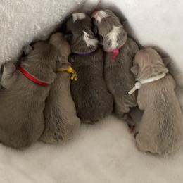 French Bulldog Puppies from Orderofthebulldogs, LLC