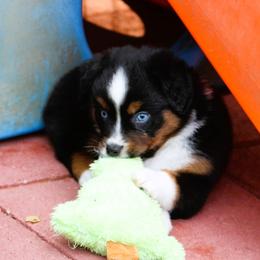 Cosmo - Black tri female Miniature American Shepherd puppy in South Branch, Michigan from Ross Ranch Mini and Standard Aussie's