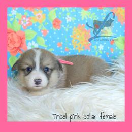 Pink Female - Sable female Pembroke Welsh Corgi puppy in Wayne City, Illinois from Lash Livestock & Corgis