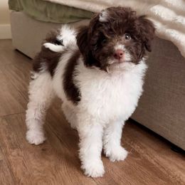 Skye - Brown and white female Aussiedoodle puppy in Allen, Texas from Calena’s Doodles