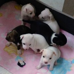 Chihuahua Puppies from Ay Chihuahua's