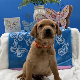 Orange - Yellow male Labrador Retriever puppy in Heath Springs, South Carolina from Rich Hill Retrievers