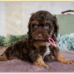 Stella - Brown and tan female Cockapoo puppy in Connersville, Indiana from Deaz Doodle Ranch