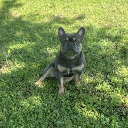 Ozzy - French Bulldog