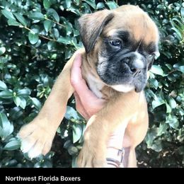 Boxer Puppies from Northwest Florida Boxers